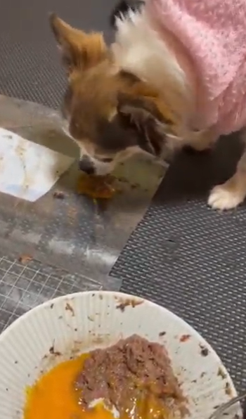 ココアちゃん改善後の写真